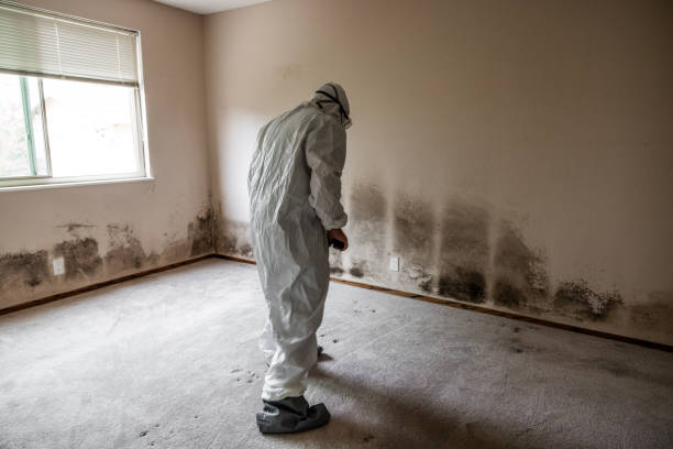 Best Water Damage & Mold Remediation  in Montgomery, IN